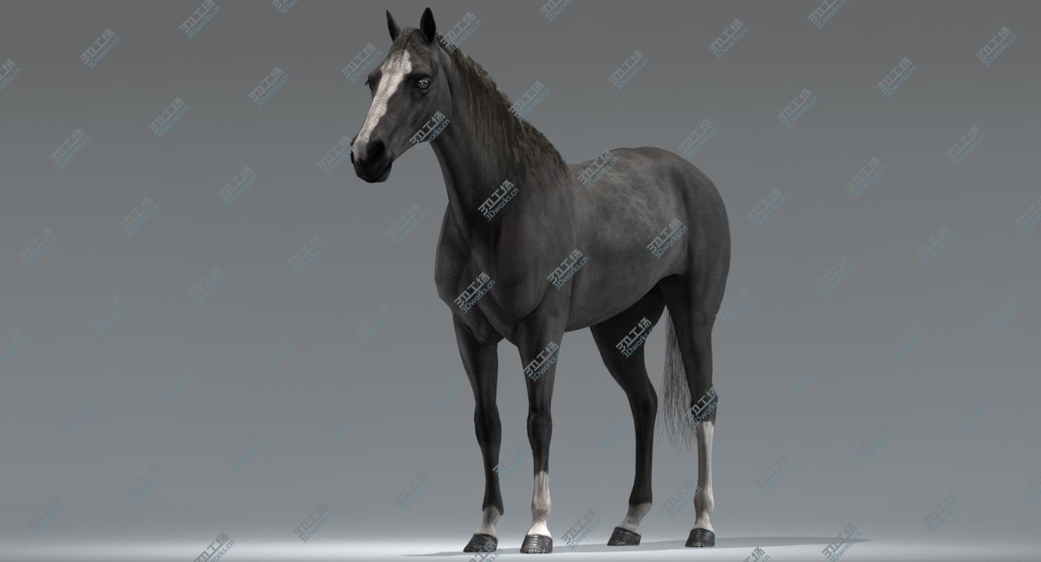 images/goods_img/202104022/Horse (Black) (Rigged) 3D model/4.jpg